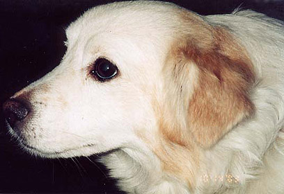 צילום: משפחת נתיב