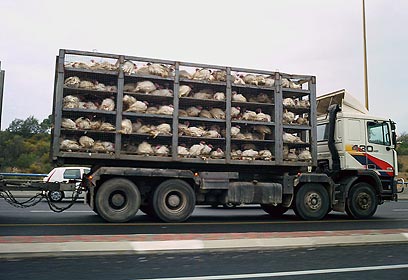 צילום: באדיבות עמותת "אנונימוס" צילום: באדיבות עמותת "אנונימוס"