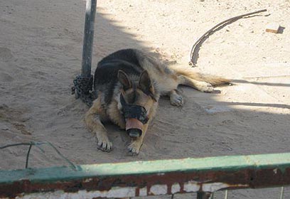 צילום: ד"ר נטליה פורסט צילום: ד"ר נטליה פורסט
