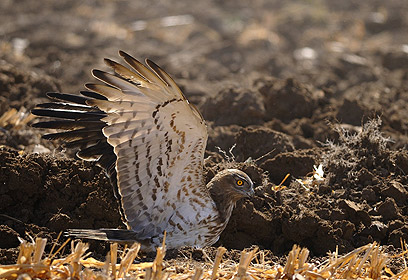 צילום: יואל רונן צילום: יואל רונן