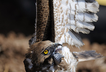 צילום: יואל רונן צילום: יואל רונן