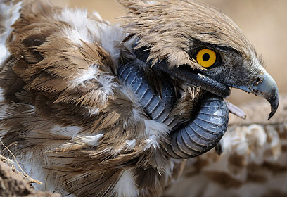 צילום: יואל רונן צילום: יואל רונן