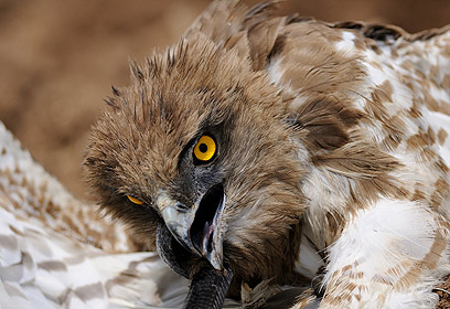 צילום: יואל רונן צילום: יואל רונן