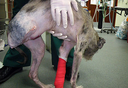 צילום: RSPCA