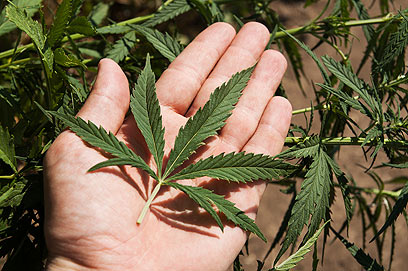 Marijuana leaf (Photo: Shutterstock)