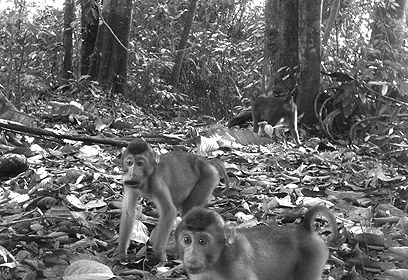 צילום: TEAM / CI