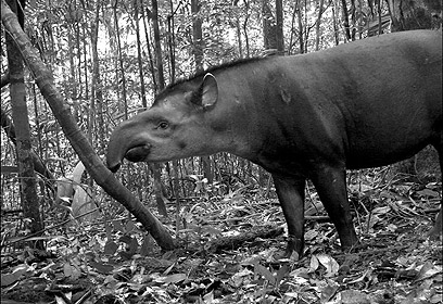 צילום:  Instituto Nacional de Pesquisas da Amazonia / TEAM