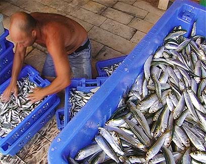עוד שנייה הם בפאייה. דגים משוק עכו (צילום: חגי דקל) (צילום: חגי דקל)
