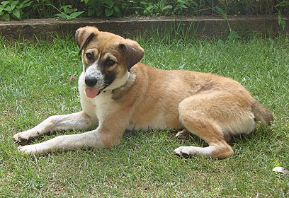 צילום: כלב חתול אימוץ צילום: כלב חתול אימוץ