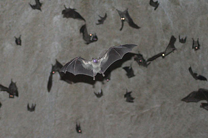 עטלף פירות מחפש את דרכו הביתה (צילום: אסף צוער) (צילום: מגזין מכון ויצמן) (צילום: מגזין מכון ויצמן)