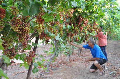 אשכולי ענבים שנותרו בכרם כל הקיץ, טעמם מתוק. בוצרים ענבים (צילום: רונית סבירסקי) (צילום: רונית סבירסקי)