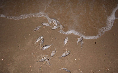 "דגים מתים לאורך קילומטר" (צילום: עידו ארז) (צילום: עידו ארז)
