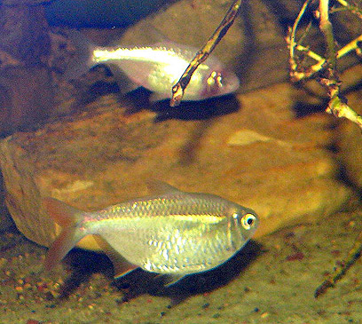 תומך באבולוציה: דג מערות מקסיקני (צילום: Haplochromis) (צילום: Haplochromis)