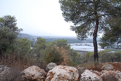 מבט מערבה לאזור החוף. יער עופר  (צילום: מיכאל חורי, קק"ל) (צילום: מיכאל חורי, קק