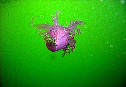 צילום: אפסון הים האדום 2011