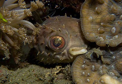 צילום: אפסון הים האדום 2011