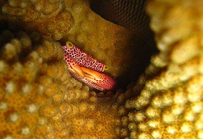 צילום: אפסון הים האדום 2011