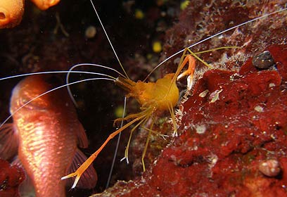 צילום: אפסון הים האדום 2011