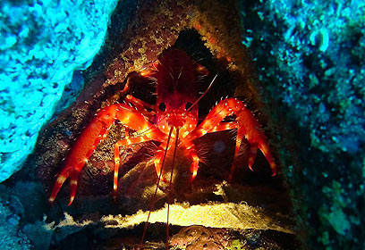 צילום: אפסון הים האדום 2011