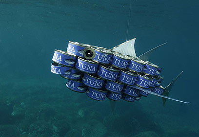 צילום: אפסון הים האדום 2011