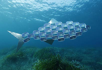 צילום: אפסון הים האדום 2011