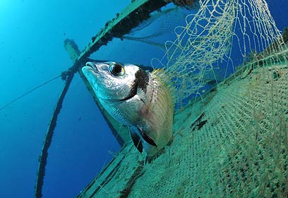 צילום: אפסון הים האדום 2011