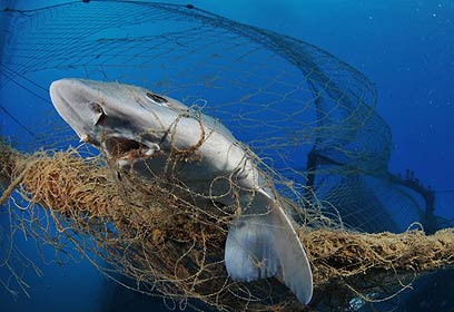 צילום: אפסון הים האדום 2011