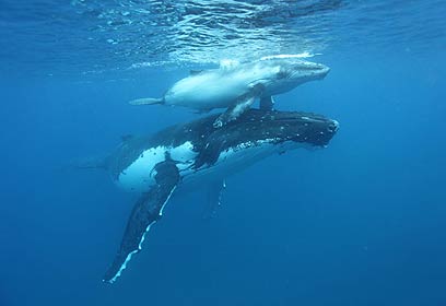 צילום: אפסון הים האדום 2011