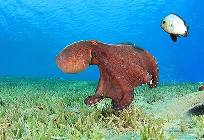 צילום: אפסון הים האדום 2011