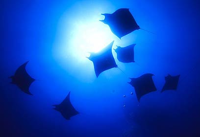 צילום: אפסון הים האדום 2011