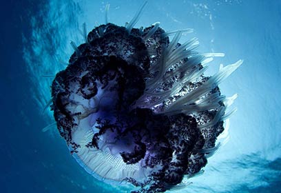 צילום: אפסון הים האדום 2011