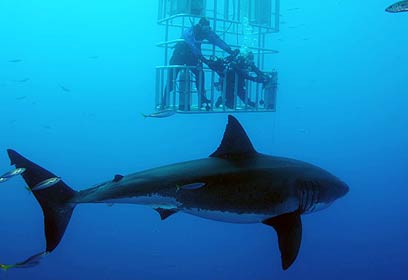 צילום: אפסון הים האדום 2011