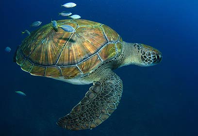 צילום: אפסון הים האדום 2011