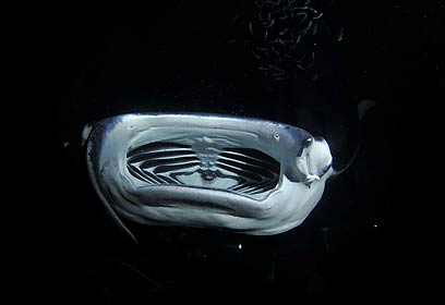 צילום: אפסון הים האדום 2011