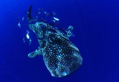 צילום: אפסון הים האדום 2011