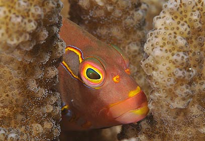 צילום: אפסון הים האדום 2011