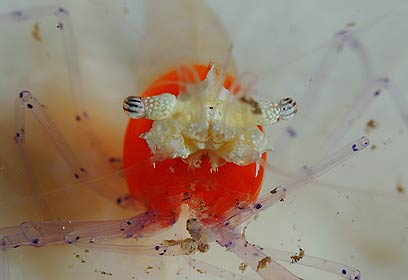 צילום: אפסון הים האדום 2011