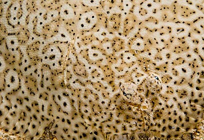 צילום: אפסון הים האדום 2011