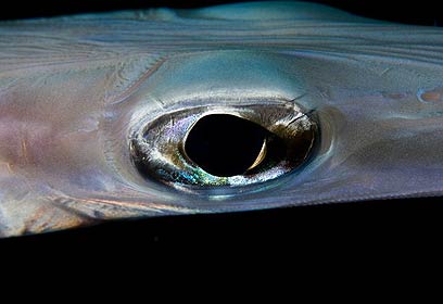 צילום: אפסון הים האדום 2011