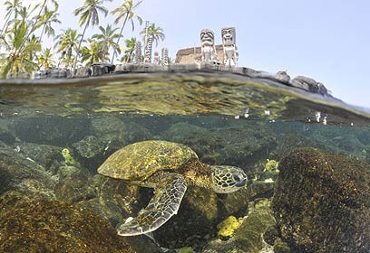 צילום: אפסון הים האדום 2011