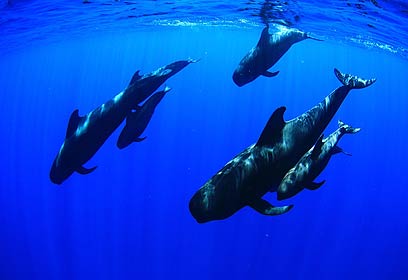 צילום: אפסון הים האדום 2011