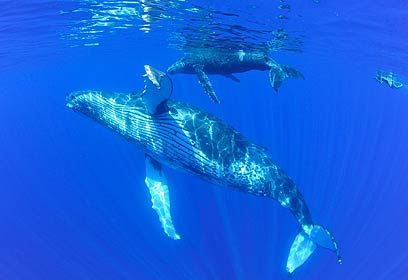 צילום: אפסון הים האדום 2011