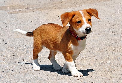 צילום: כלב חתול אימוץ