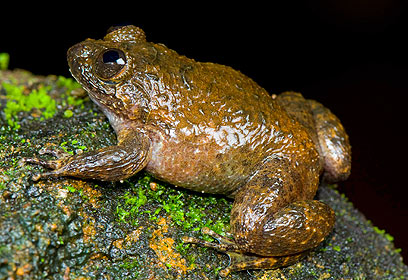 צילום: S D Biju, University of Delhi