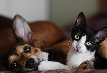 צילום: כלב חתול אימוץ