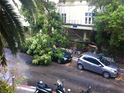 עץ נפל על מכונית בתל-אביב. "היה רעש נוראי" (צילום: ניר דרום) (צילום: ניר דרום)