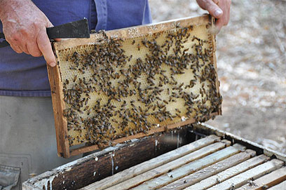 זמזום נישא באוויר ומתוך הכוורות יוצאות ונכנסות דבורים. קנדל ומסגרת מהכוורת  (צילום: רונית סבירסקי) (צילום: רונית סבירסקי)