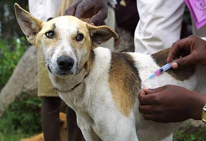 חיסון כלב נגד כלבת באפריקה (צילום: Global Alliance for Rabies Control) (צילום: Global Alliance for Rabies Control)