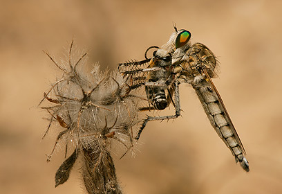 צילום: ארז מרום צילום: ארז מרום