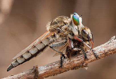 צילום: ארז מרום צילום: ארז מרום